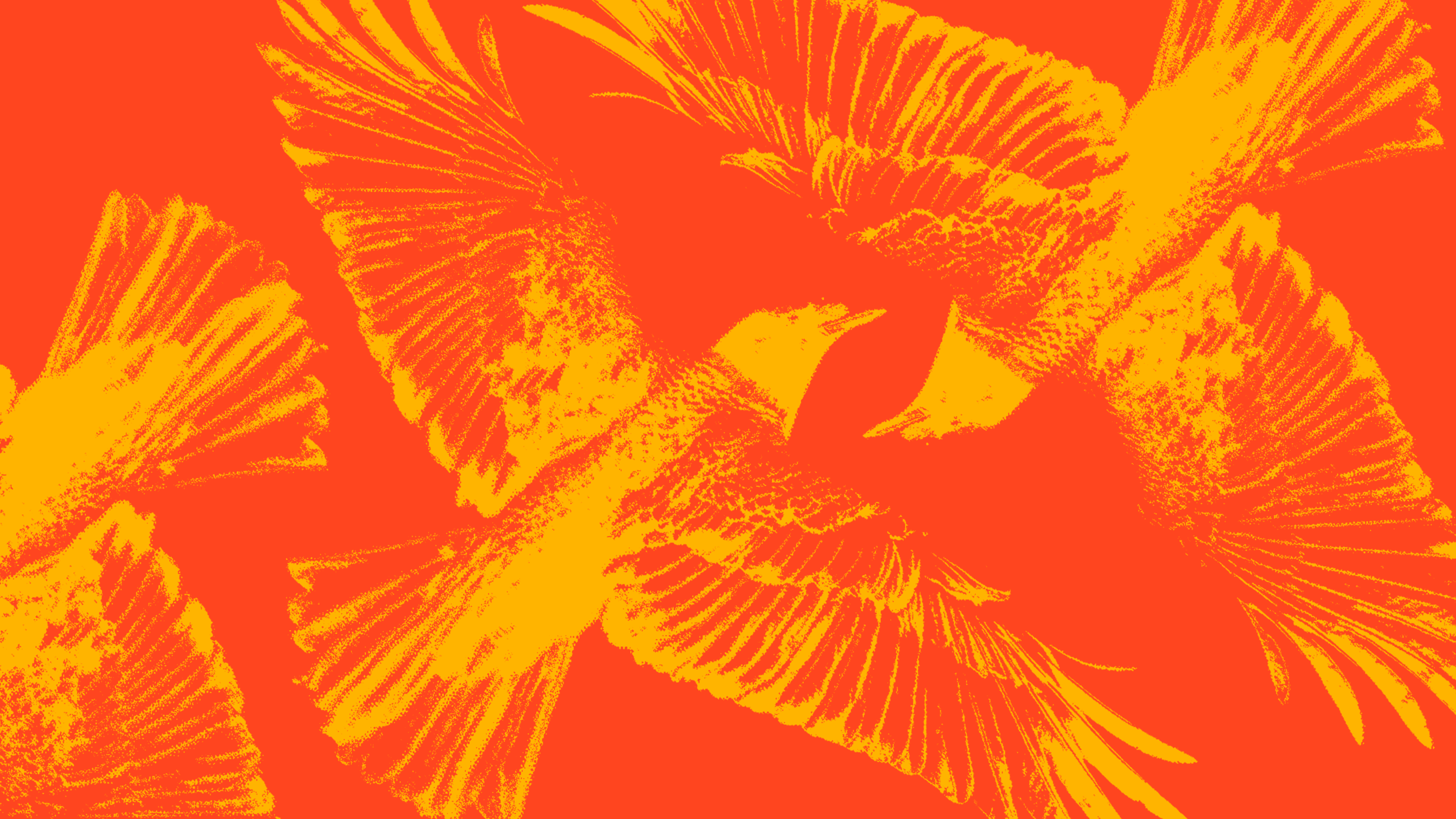 Build Club x Blackbird